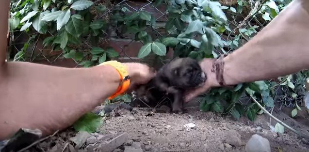 金網にひっかかった子犬