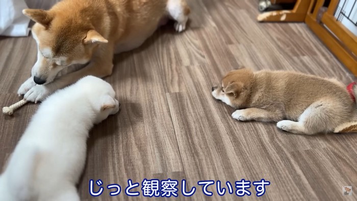 母犬のおもちゃに興味津々の子犬10