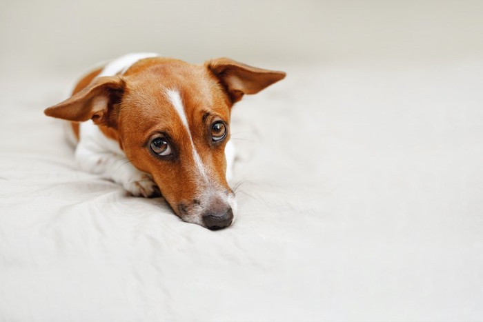 不安そうに上目遣いする犬