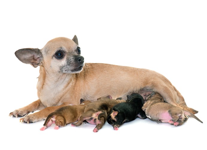 子犬に授乳しているフォーン系のチワワの母犬