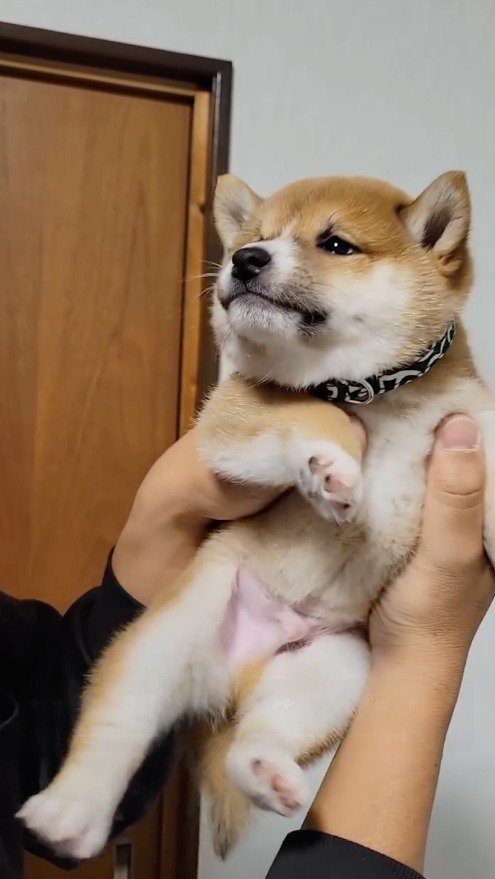 うるんだ瞳で男性を見つめる子犬