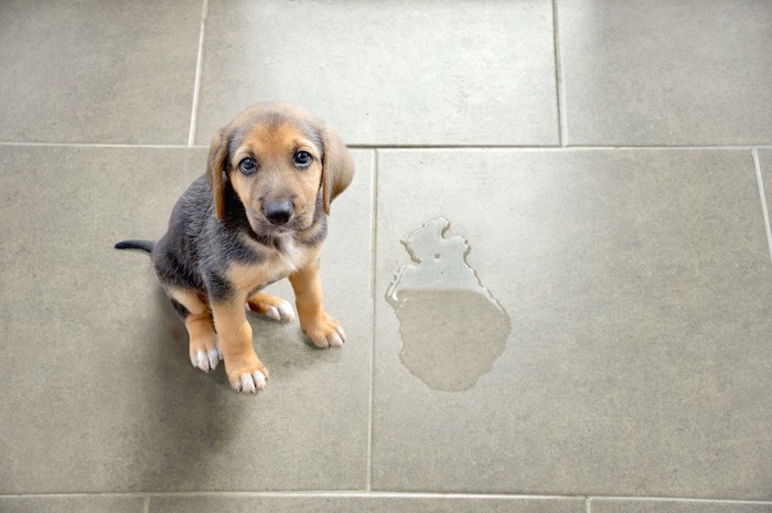 床にオシッコをした子犬