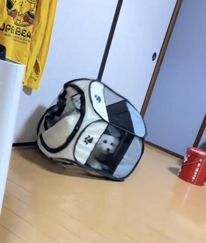 壁際のサークルから顔を出す犬