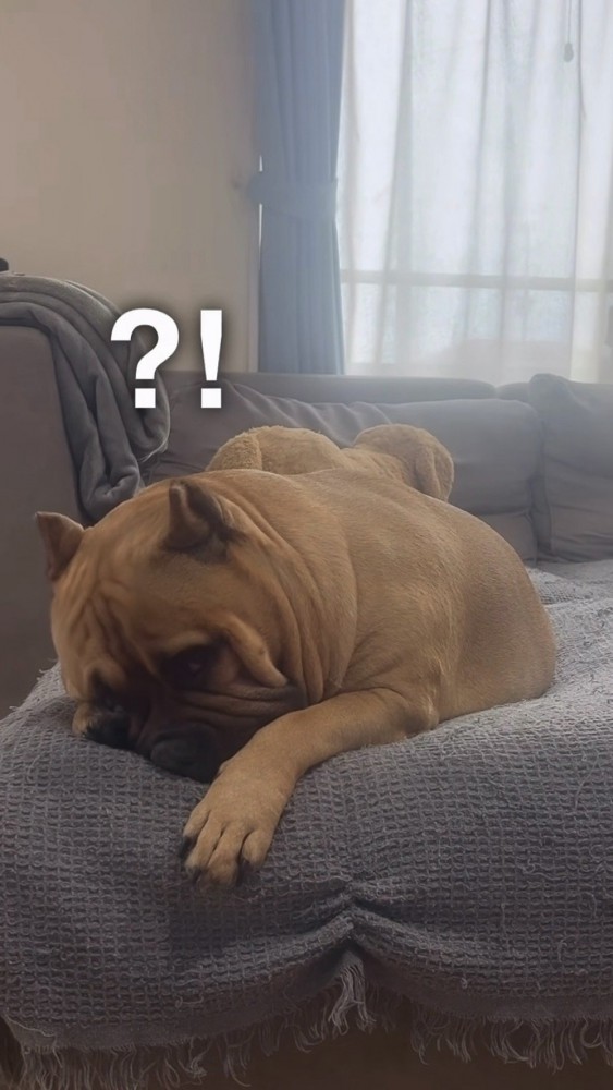 飼い主さんに気づく犬