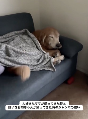 尻尾をブンブンッ
