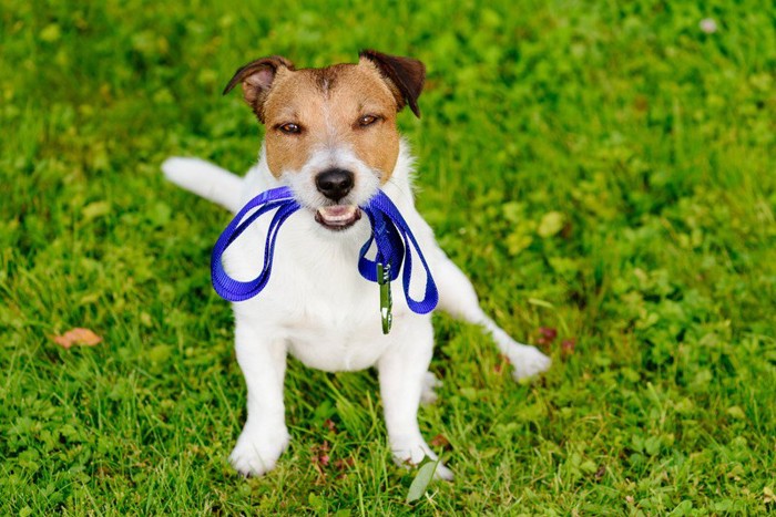 リードを咥える犬