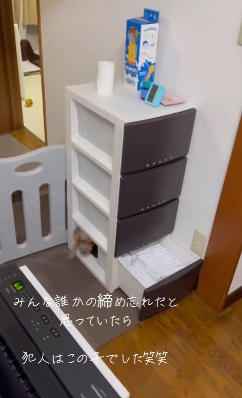 収納棚を開けて脱走するぽぽちゃん5