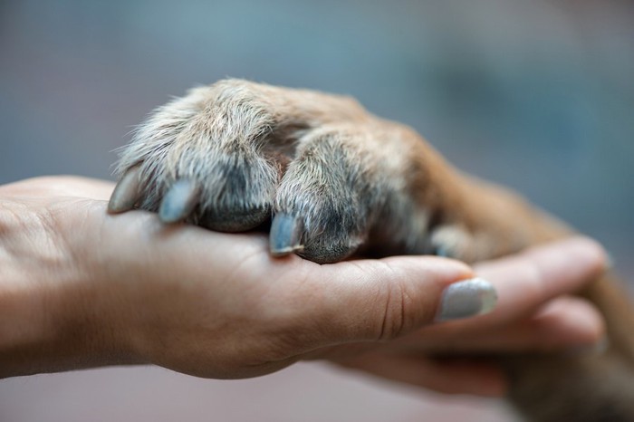 人の手の上に置かれた犬の手