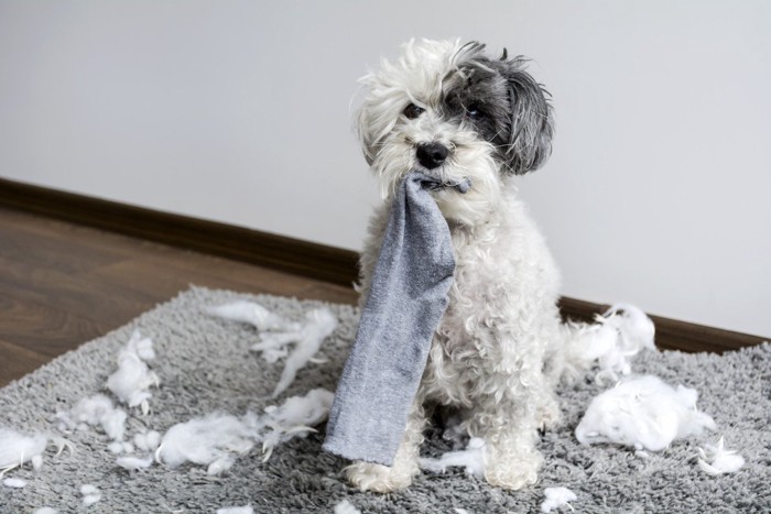 靴下をくわえた犬、散乱する白いもの