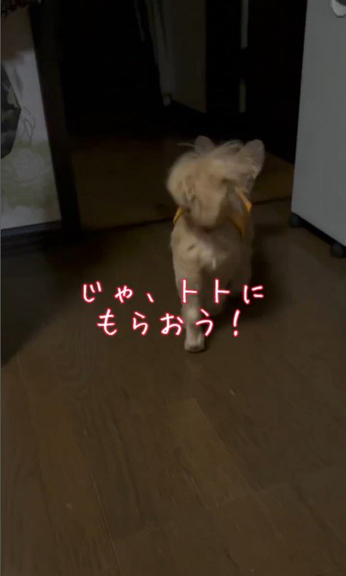 ももちゃんのおねだり5