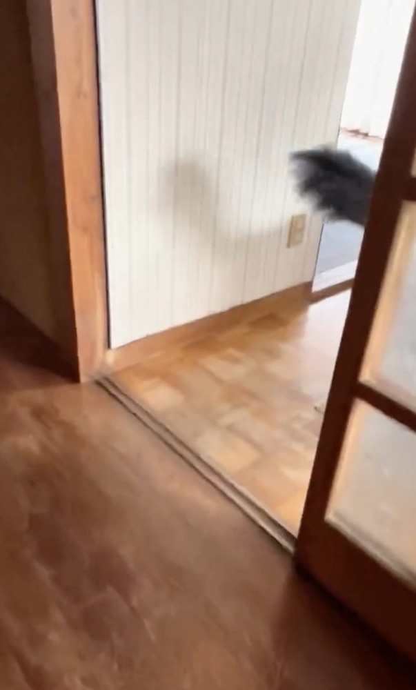 尻尾フリフリ