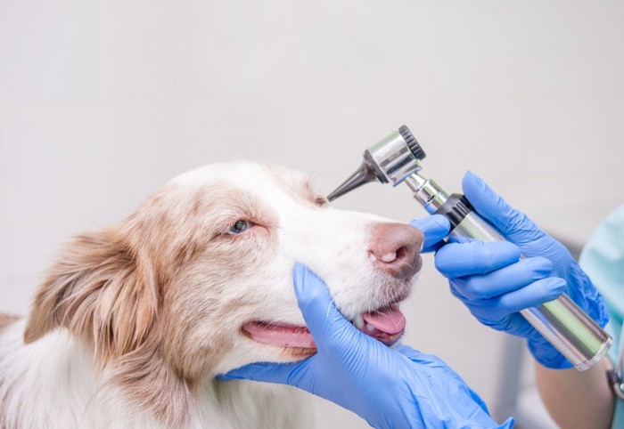 病院で検査される犬