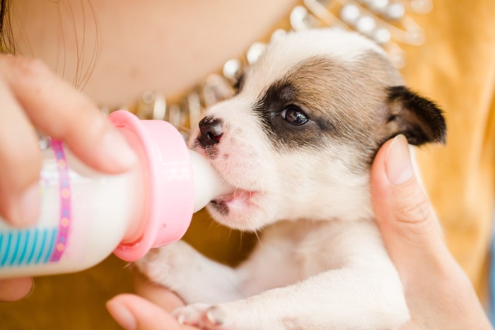 飼い主に抱っこされてミルクを飲ませてもらっている子犬