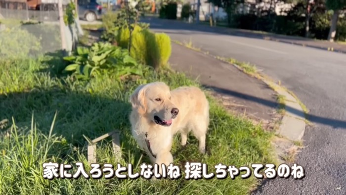 散歩中もお父さんを探すコールちゃん