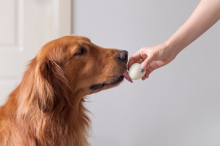 人が差し出すゆで卵を舐める犬