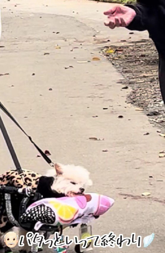 愛犬の最期を教えてくれた…