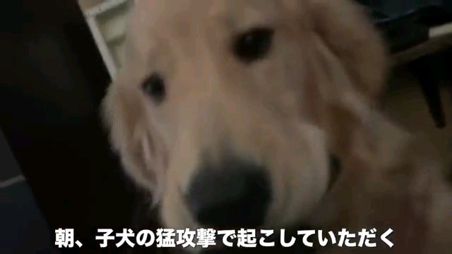 子犬～字幕