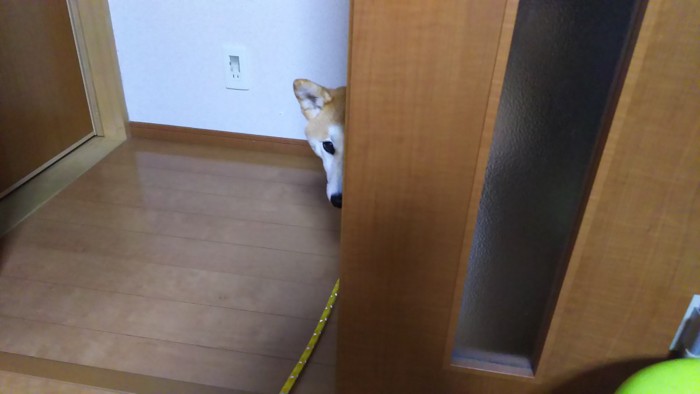 ドアから覗く柴犬