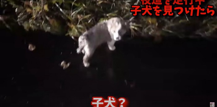 夜道で雨に濡れる雑種の子犬