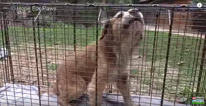 ケージの中で吠える犬