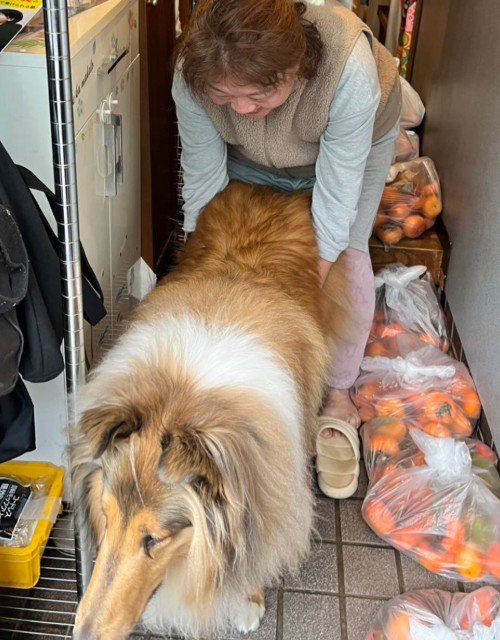 飼い主さんが抑えます