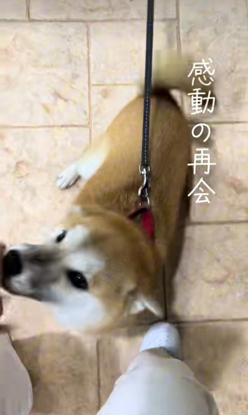 再会を喜ぶ柴犬