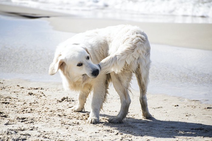 自分の尻尾を齧っている犬