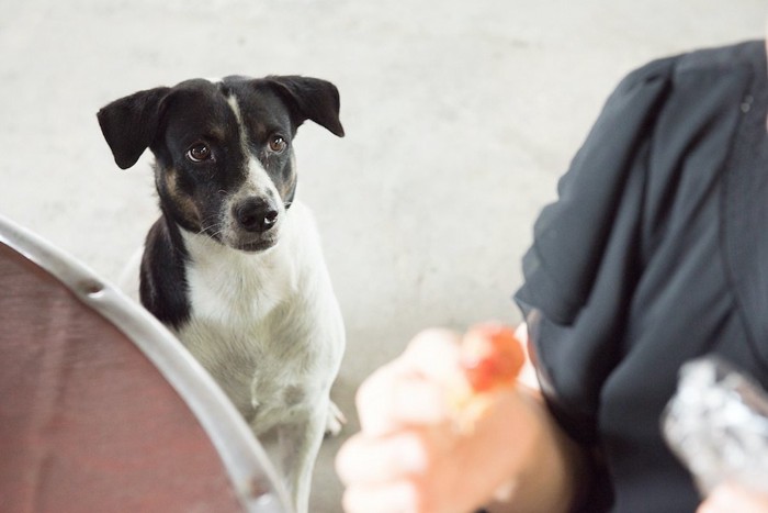 食べ物を持つ飼い主さんを見つめる犬