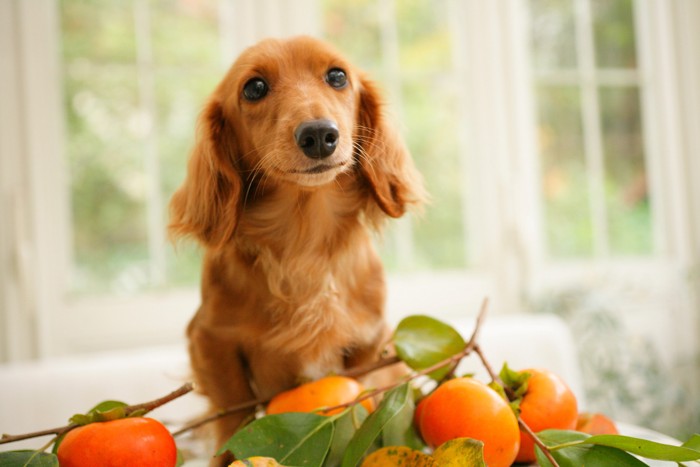 柿のそばに座って正面を見つめる犬