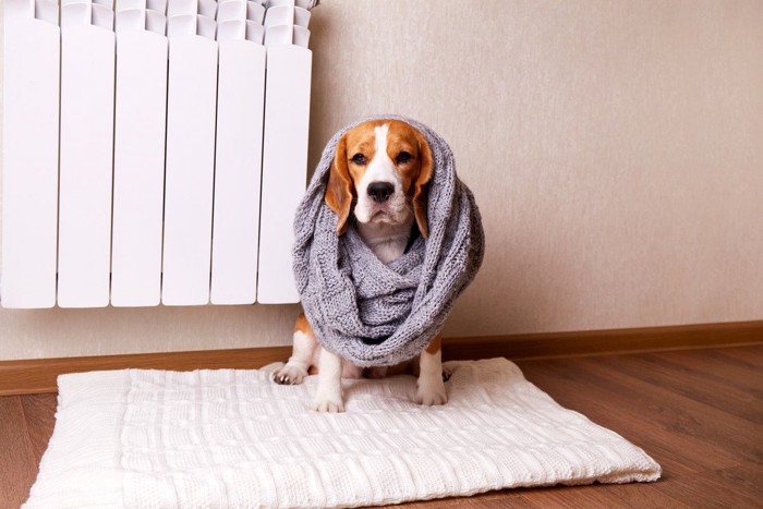 暖房の前に座る犬