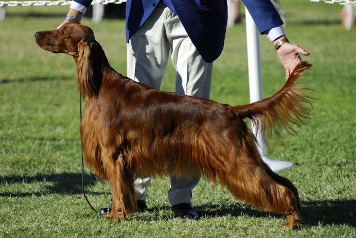 ショーに参加している犬