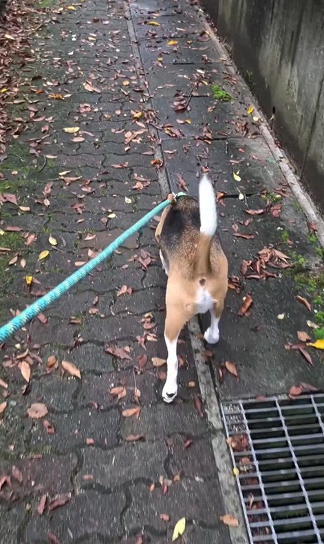 足をかばうこま君3