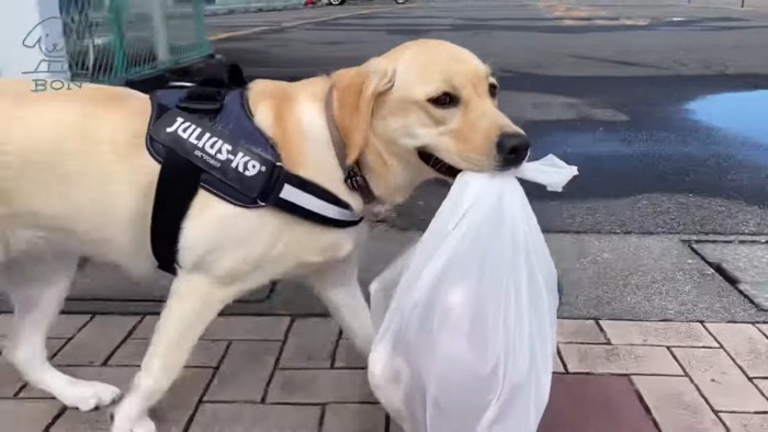 自分で荷物を運ぶぼんちゃん8