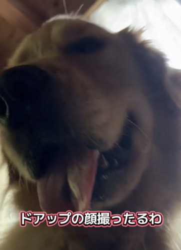 カメラに顔を寄せる犬