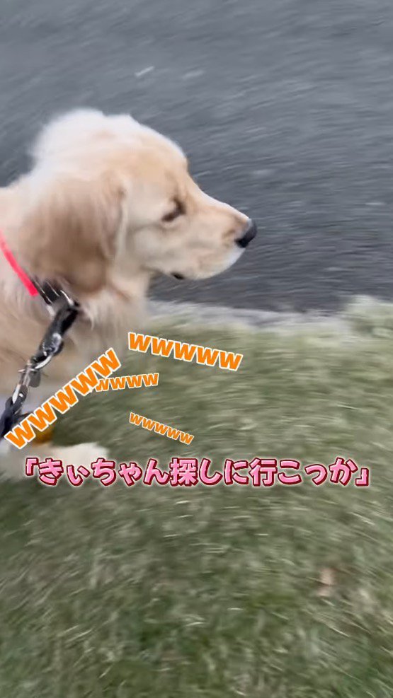 芝生の上を早歩きする犬