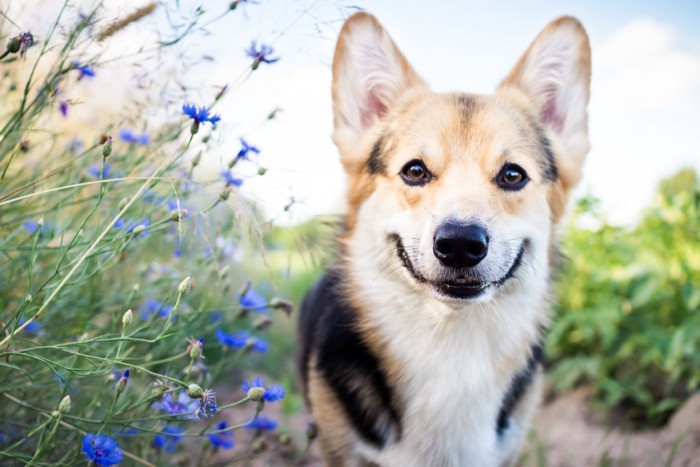 青い花の横でこちらを見つめている犬