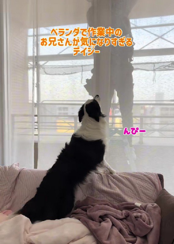 デイジーちゃんが監視!?