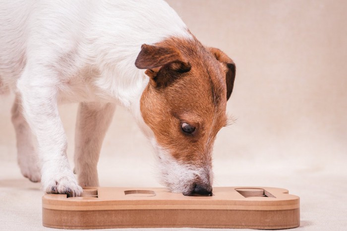 オモチャにマズルを入れる犬