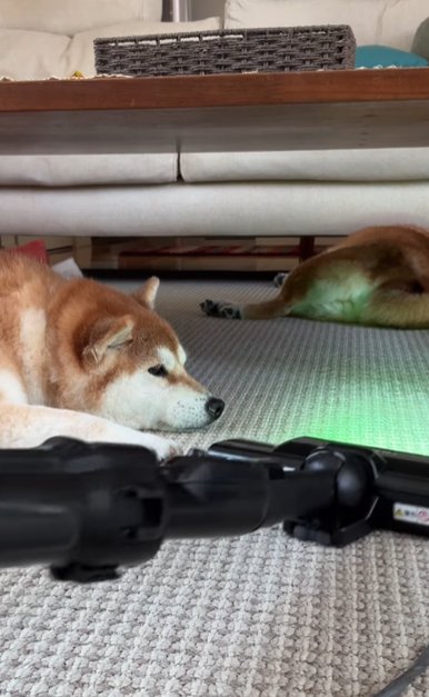 冷蔵庫の前に伏せて邪魔をする柴犬
