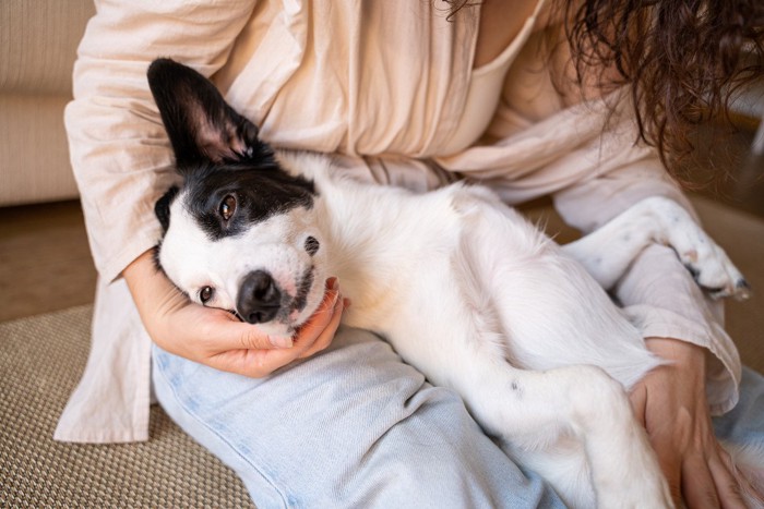 女性の膝の上に仰向けになる犬