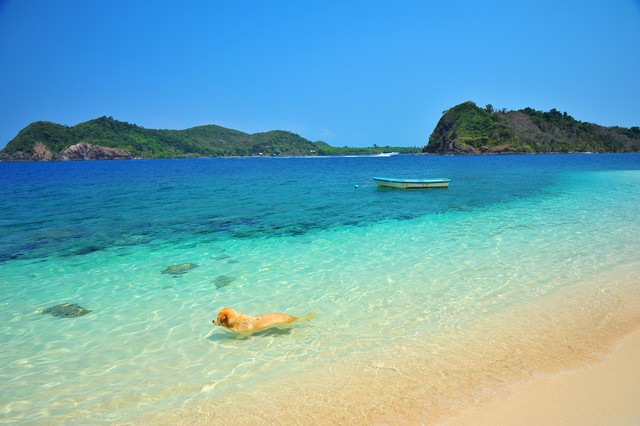 綺麗な海で泳ぐ犬