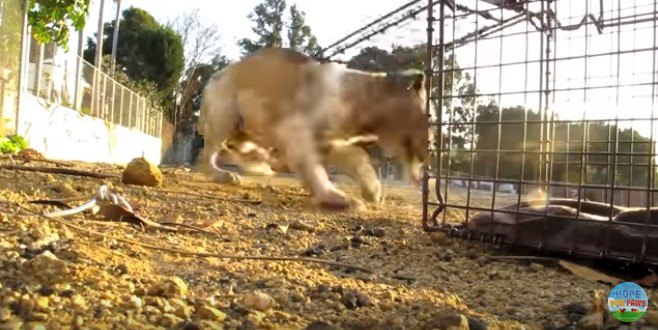 ケージから脱出する犬