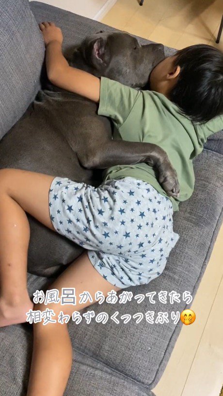 ソファの上で眠る犬と男の子