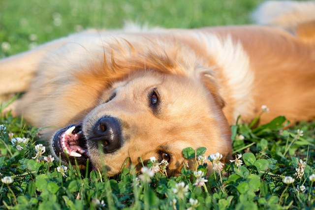 楽しそうに草原に横たわる犬