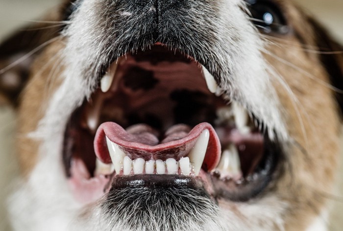 犬の口元のアップ、口を開けている