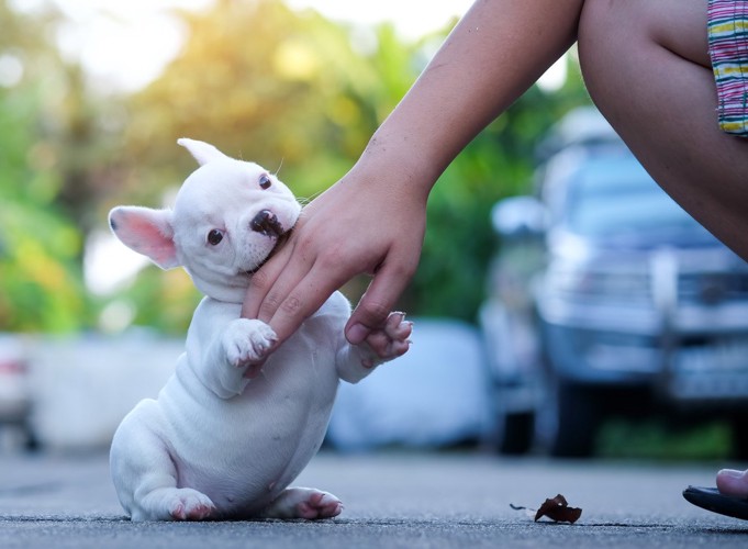 手を甘噛みする子犬