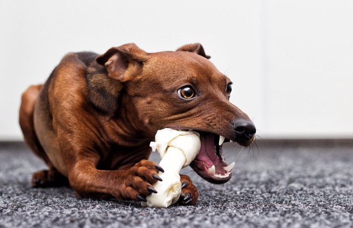 骨おやつを食べている犬