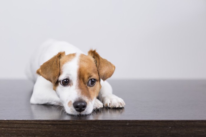 つまらなさそうな表情をした子犬