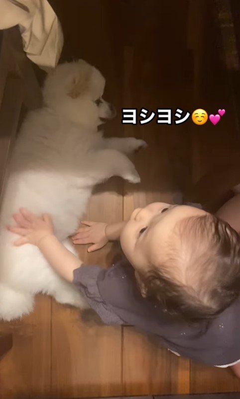 モチちゃんを撫でる赤ちゃん3