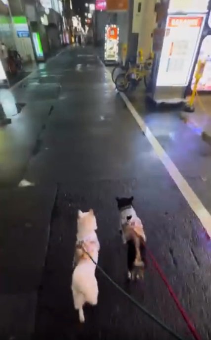 散歩する2匹